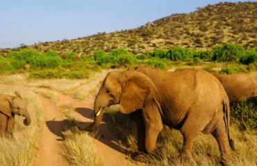 Kenya National Parks to Visit After AFCON Matches