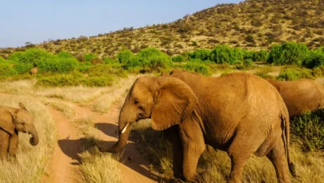 kenya-national-parks-to-visit-after-afcon-matches Kenya National Parks to Visit After AFCON Matches