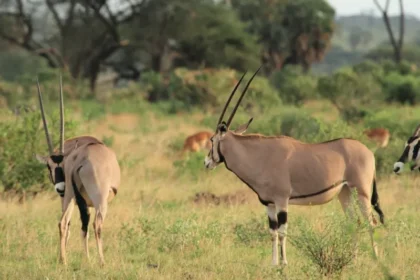 Kenya Safari Packages for Football Fans