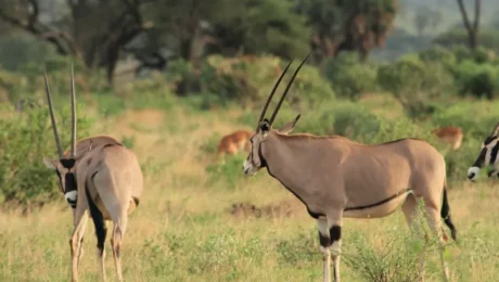 Kenya Safari Packages for Football Fans
