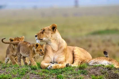 Maasai Mara Safari After Watching AFCON Matches