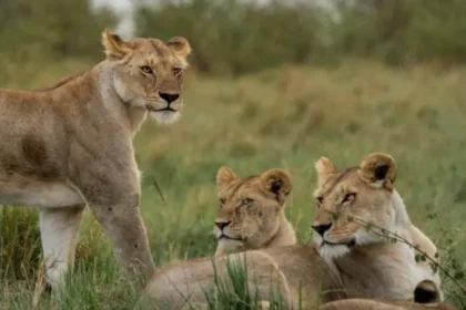 Short Wildlife Tours for AFCON Visitors