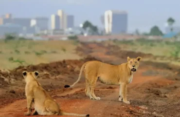 Visiting Nairobi National Park During AFCON