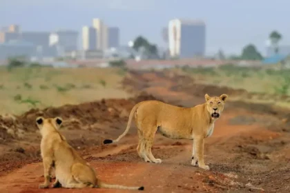 Visiting Nairobi National Park During AFCON