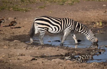 weekend-safari-trips-during-afcon-2027 Weekend Safari Trips During AFCON 2027