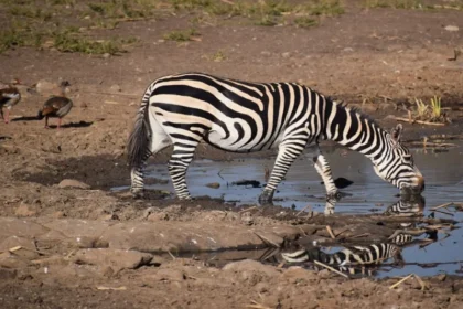 Weekend Safari Trips During AFCON 2027