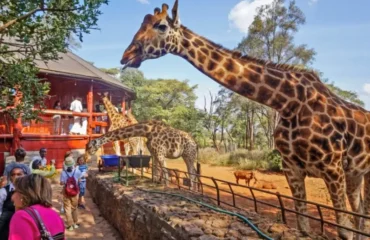 Wildlife Experiences Near Nairobi for Visitors