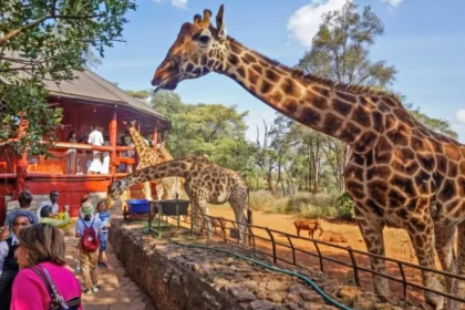 Wildlife Experiences Near Nairobi for Visitors