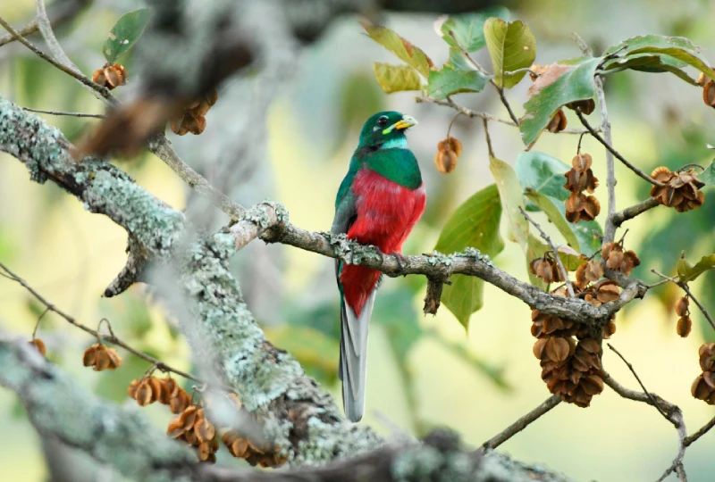 Bird Watching