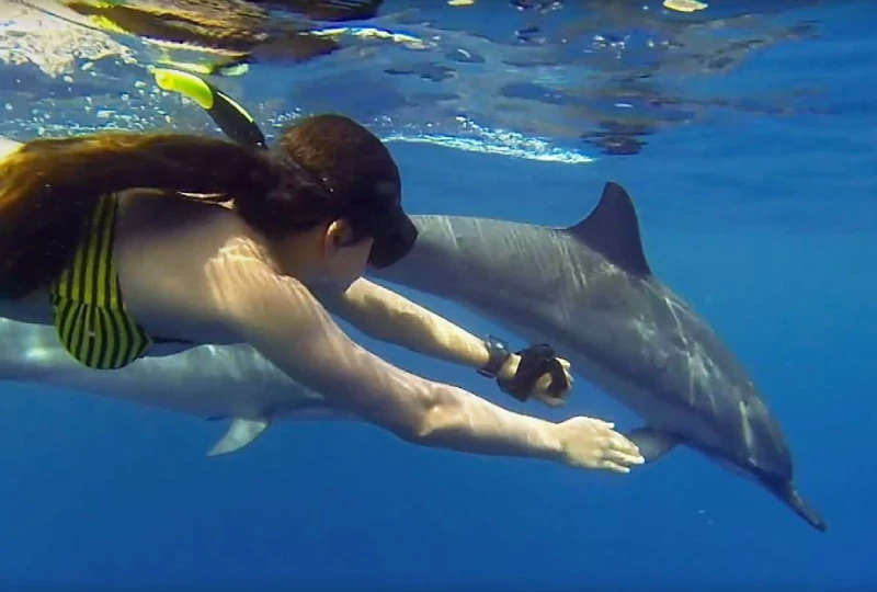 DOLPHIN WATCHING
