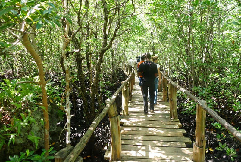 Mangrove Boardwalk Experience Mangrove Boardwalk Experience