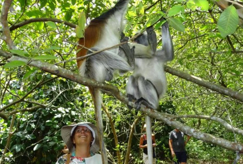Red Colobus Monkey Viewing
