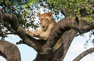 7-Day Tanzania Safari Itinerary