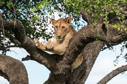 7-Day Tanzania Safari Itinerary