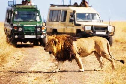 Best Time to Visit Tanzania in 2026