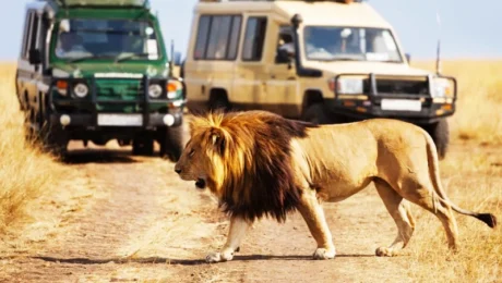 Best Time to Visit Tanzania in 2026