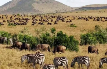 Serengeti vs Maasai Mara Serengeti vs Maasai Mara