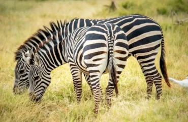 Tanzania Safari vs South Africa Safari
