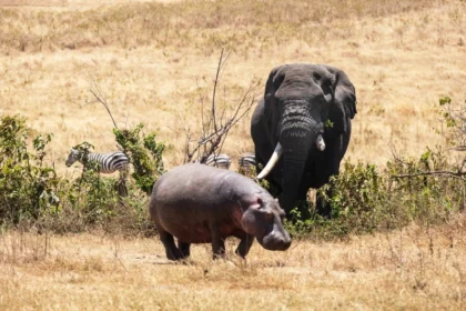 Tanzania travel tips