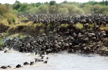 The Great Migration in Serengeti