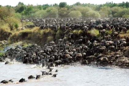 The Great Migration in Serengeti