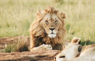Top 10 Affordable Tanzania Safari Packages in 2026