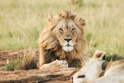 Top 10 Affordable Tanzania Safari Packages in 2026