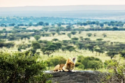 Top 10 National Parks in Tanzania You Must Visit