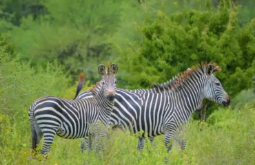 Why Arusha Is the Perfect Base for Your Tanzania Safari