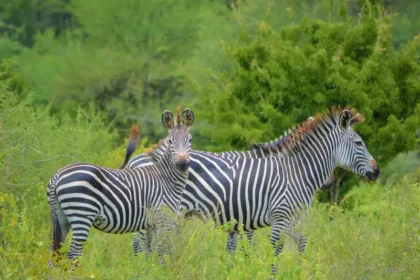 Why Arusha Is the Perfect Base for Your Tanzania Safari