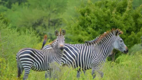 why-arusha-is-the-perfect-base-for-your-tanzania-safari Why Arusha Is the Perfect Base for Your Tanzania Safari